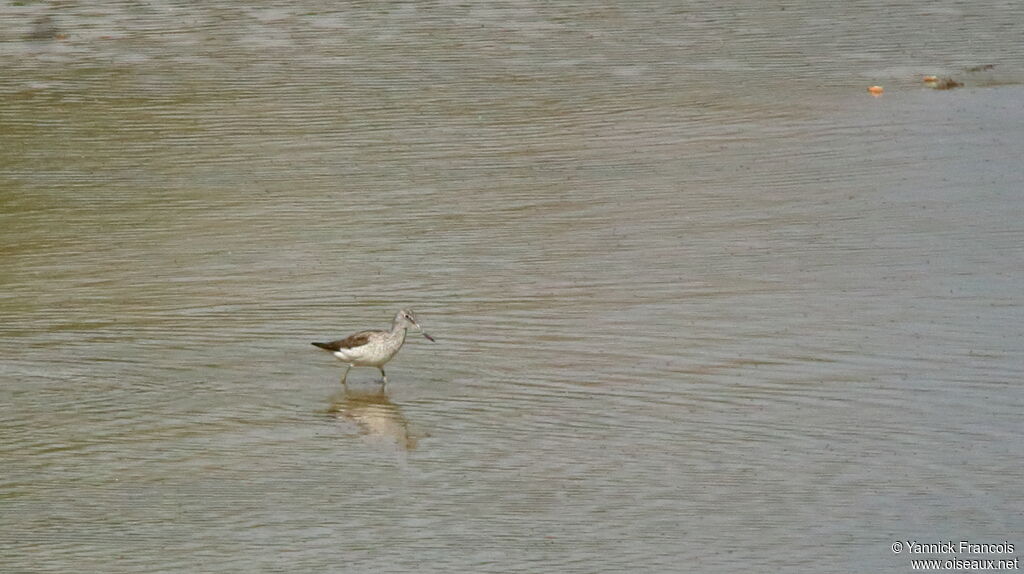 Common Greenshankadult, habitat, aspect