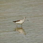 Common Greenshank