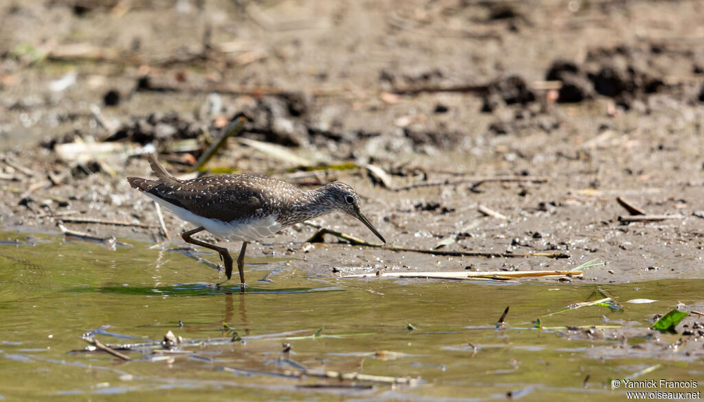 Chevalier cul-blancadulte, habitat, composition, pêche/chasse