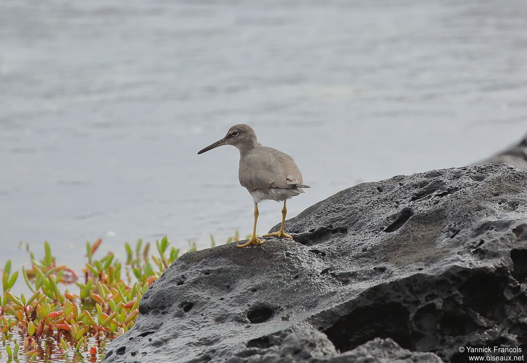 Wandering Tattleradult, habitat, aspect