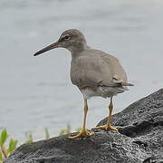 Wandering Tattler