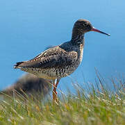Common Redshank