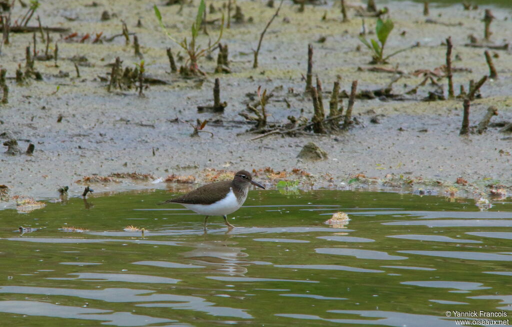 Common Sandpiperadult breeding, habitat, aspect