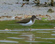 Common Sandpiper