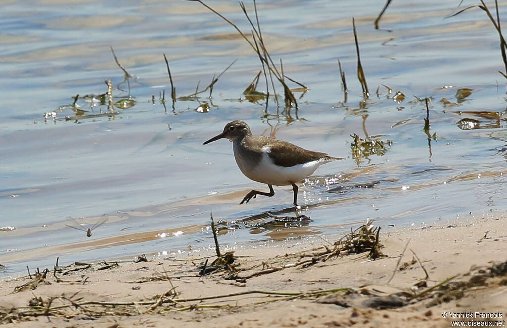 Chevalier guignetteadulte nuptial, habitat, composition, marche