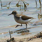 Common Sandpiper