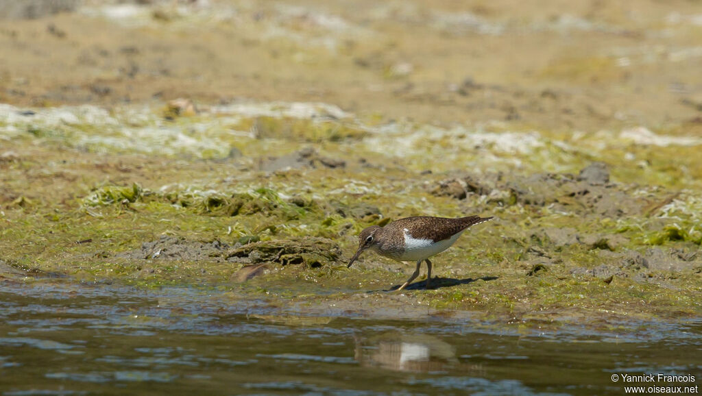 Chevalier guignetteadulte, habitat, composition