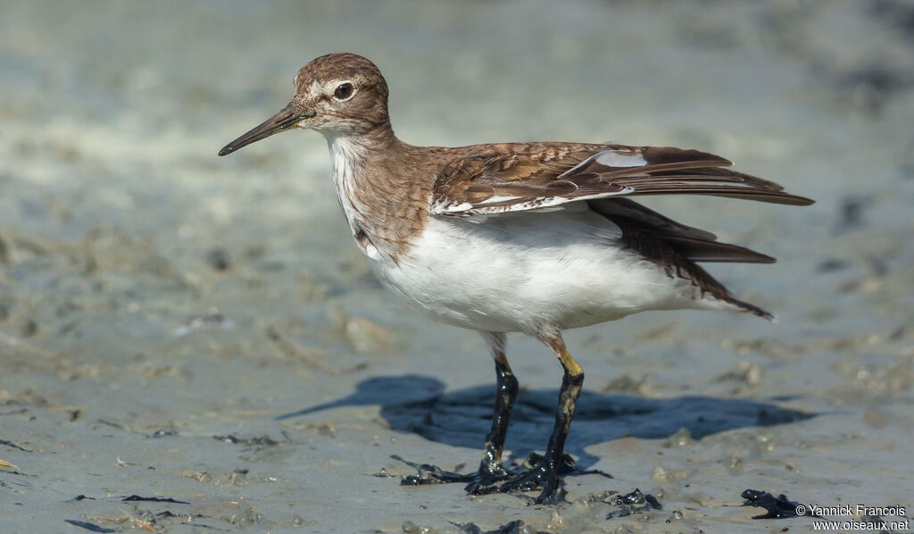 Chevalier guignetteadulte, identification, composition