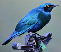 Greater Blue-eared Starling