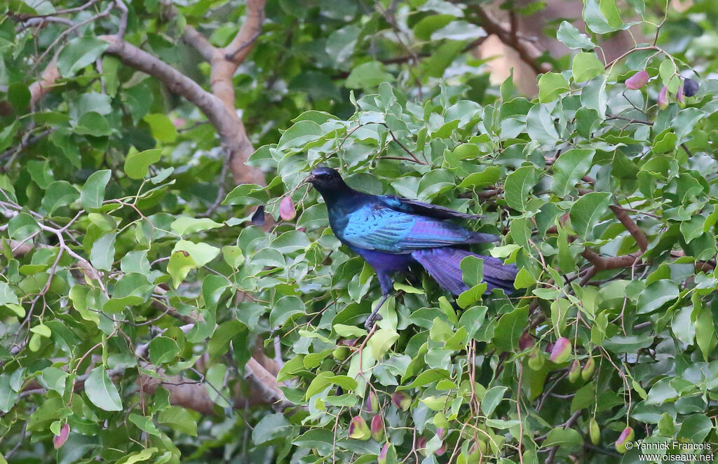 Burchell's Starlingadult, habitat, aspect