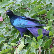 Burchell's Starling