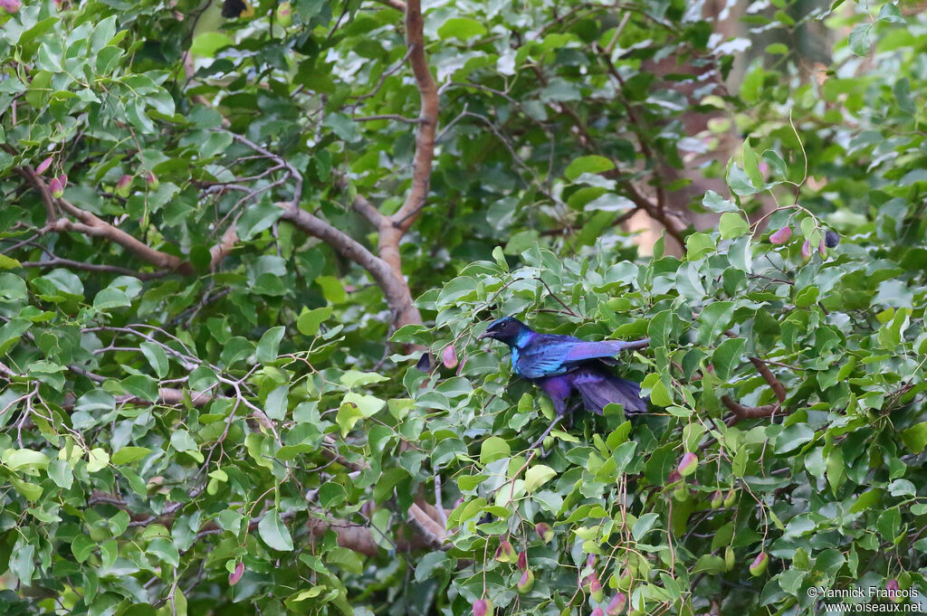 Burchell's Starlingadult, habitat, aspect