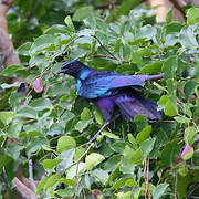 Burchell's Starling