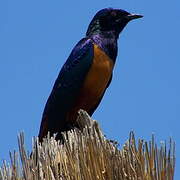 Hildebrandt's Starling