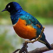 Superb Starling