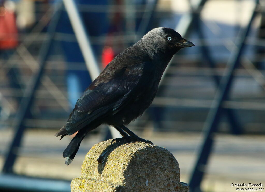 Western Jackdawadult, identification, aspect