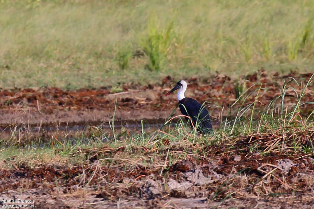 African Woolly-necked Stork