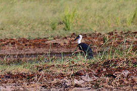 African Woolly-necked Stork