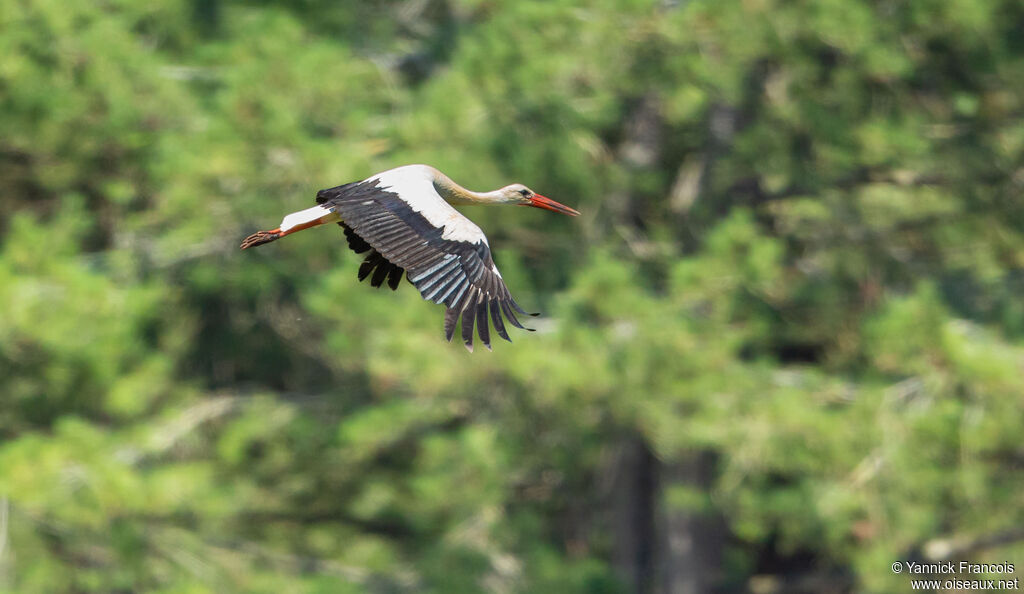 Cigogne blancheadulte, composition, Vol
