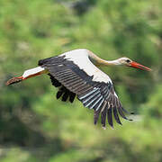 Cigogne blanche