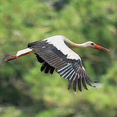 Cigogne blanche