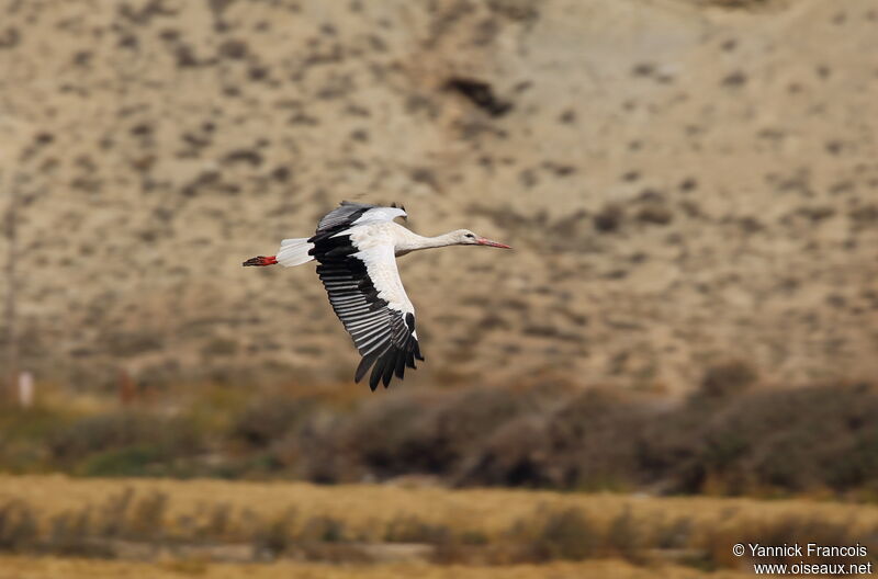 White Stork, aspect, Flight