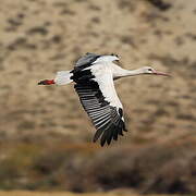 White Stork