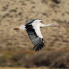 Cigogne blanche