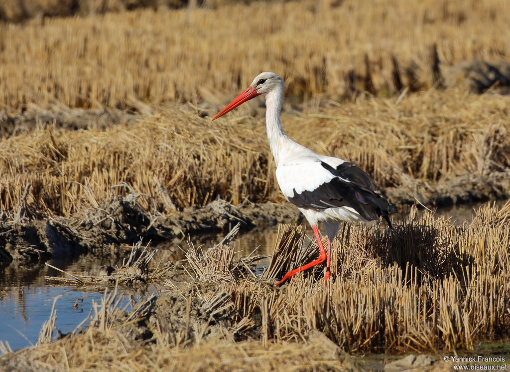 Cigogne blancheadulte, habitat, composition, marche