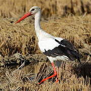 White Stork