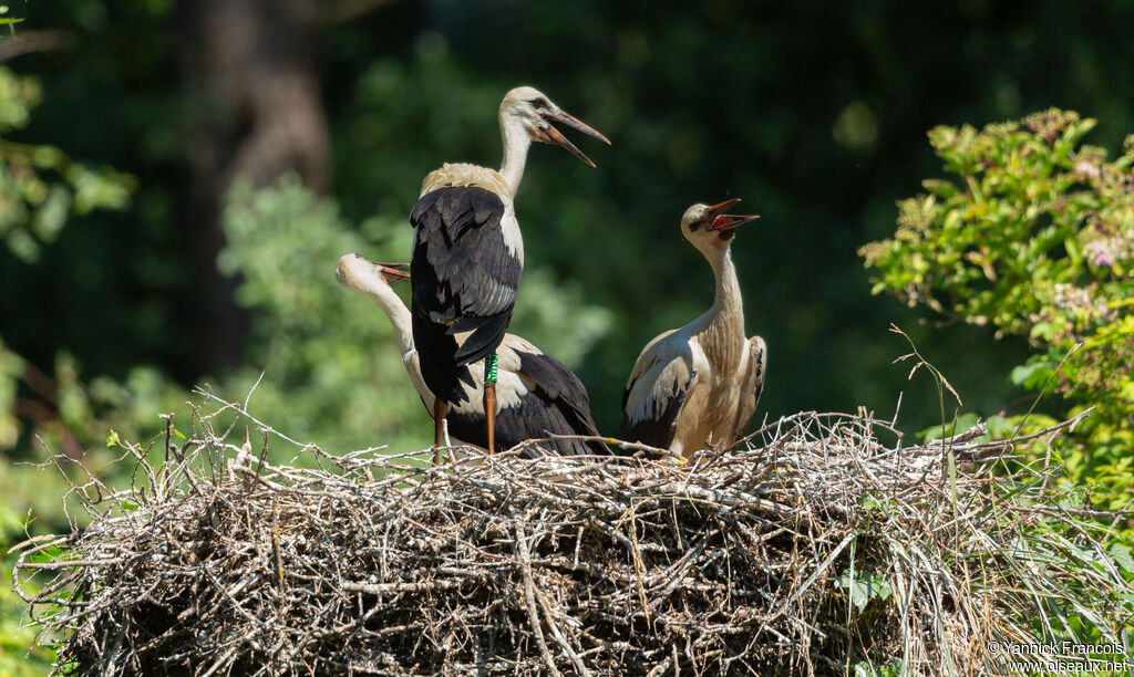 White Storkjuvenile, habitat, aspect