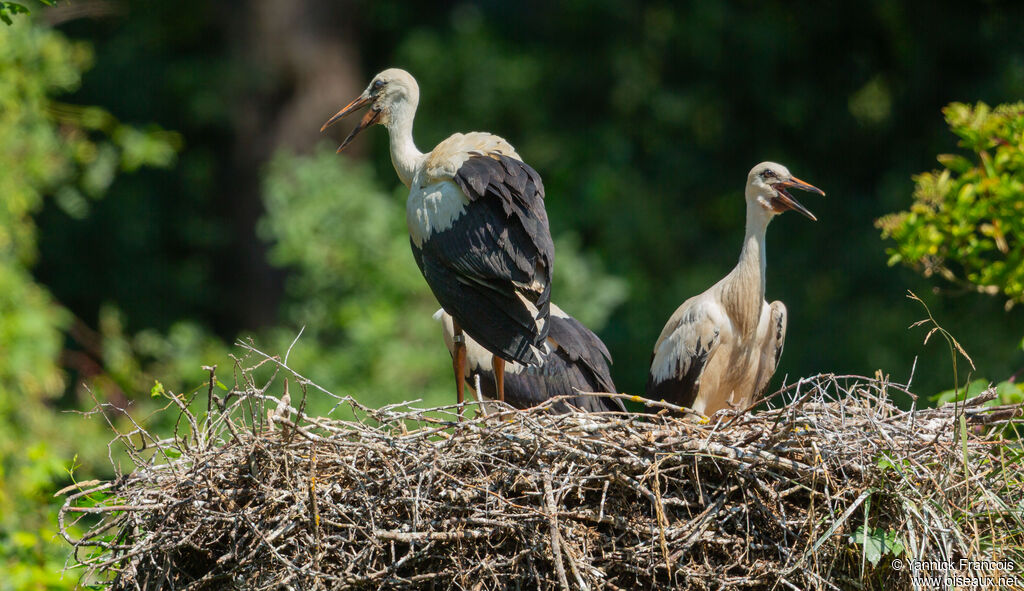 Cigogne blanchejuvénile, habitat, composition