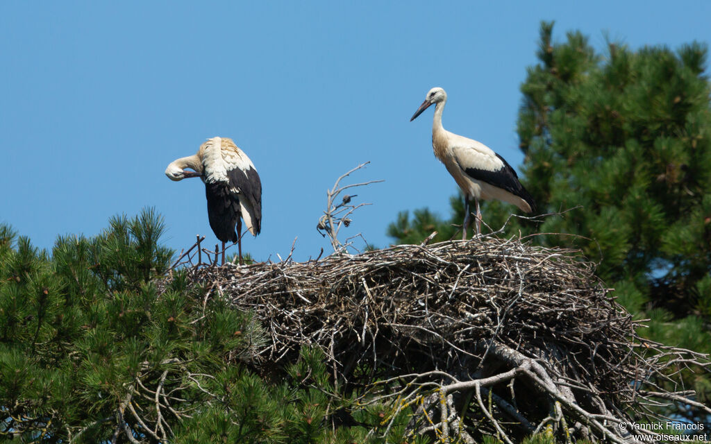 Cigogne blanchejuvénile, habitat, composition