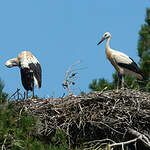 Cigogne blanche