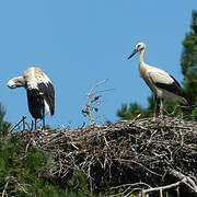 Cigogne blanche
