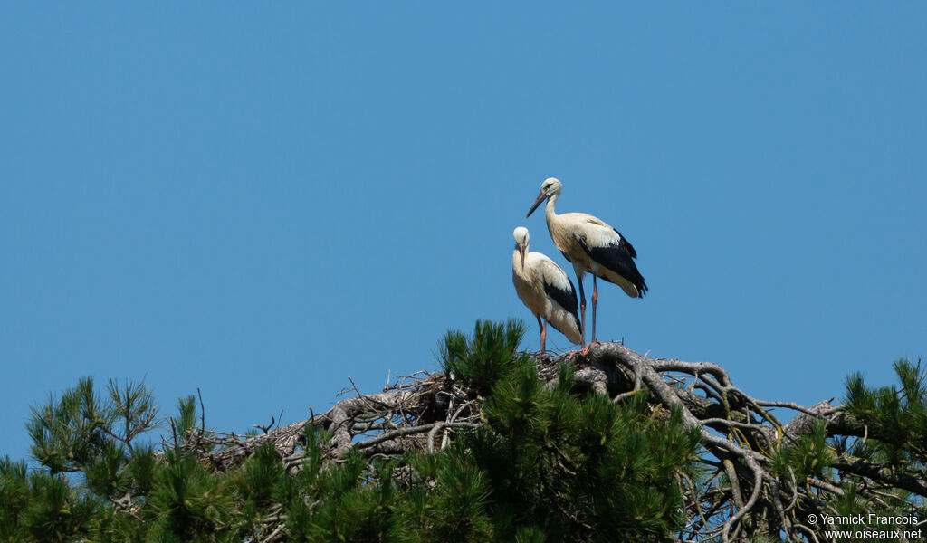 Cigogne blanchejuvénile, habitat, composition