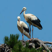 Cigogne blanche