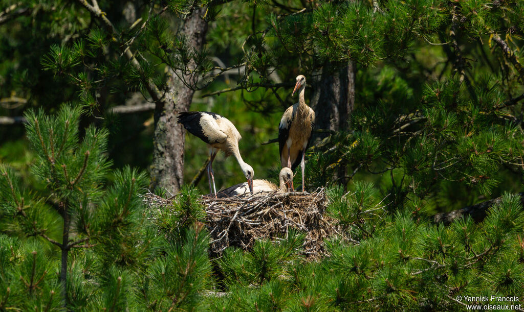 Cigogne blanchejuvénile, habitat, composition