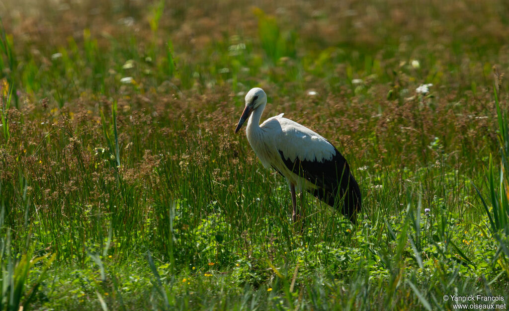 Cigogne blanchejuvénile, habitat, composition
