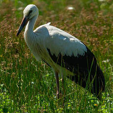 Cigogne blanche