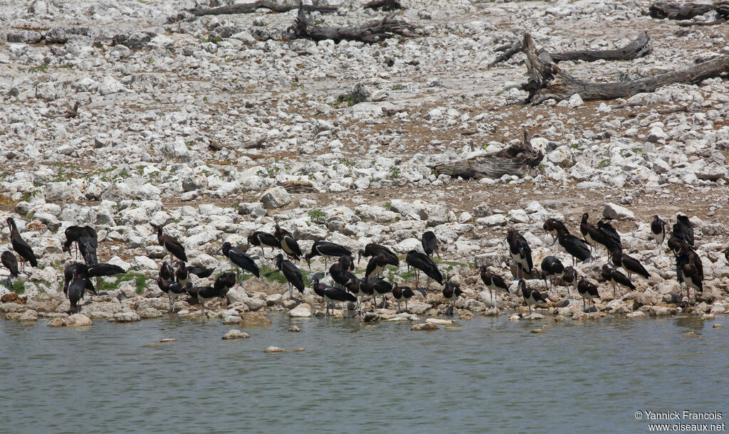 Abdim's Stork, habitat