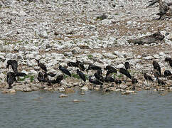 Abdim's Stork