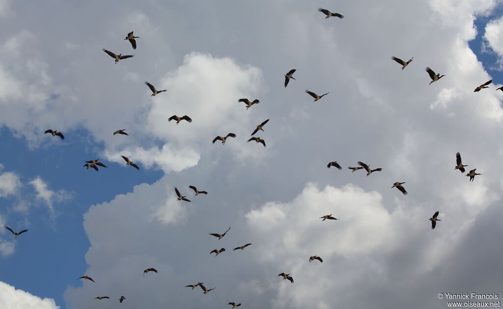 Abdim's Stork, Flight