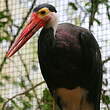 Cigogne de Storm