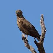 Brown Snake Eagle