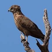 Brown Snake Eagle