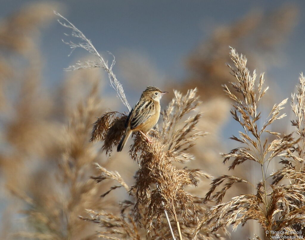 Zitting Cisticolaadult breeding, habitat, aspect