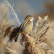 Zitting Cisticola