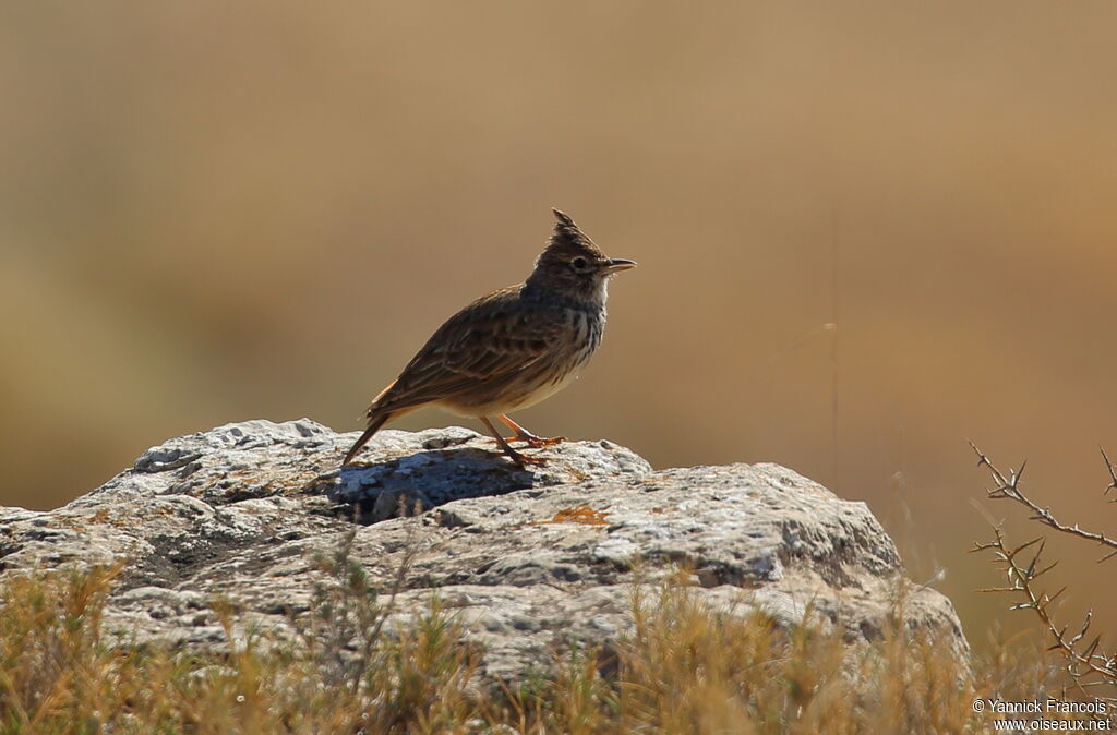 Thekla's Larkadult, habitat, aspect