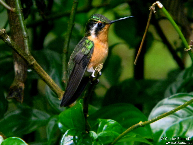 Colibri à gorge pourprée femelle adulte, identification, composition